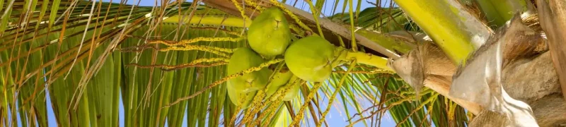 Coconut Shell-Based Activated Carbon